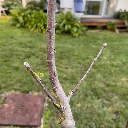 Pousio- Rural Appartments אתר קמפינג