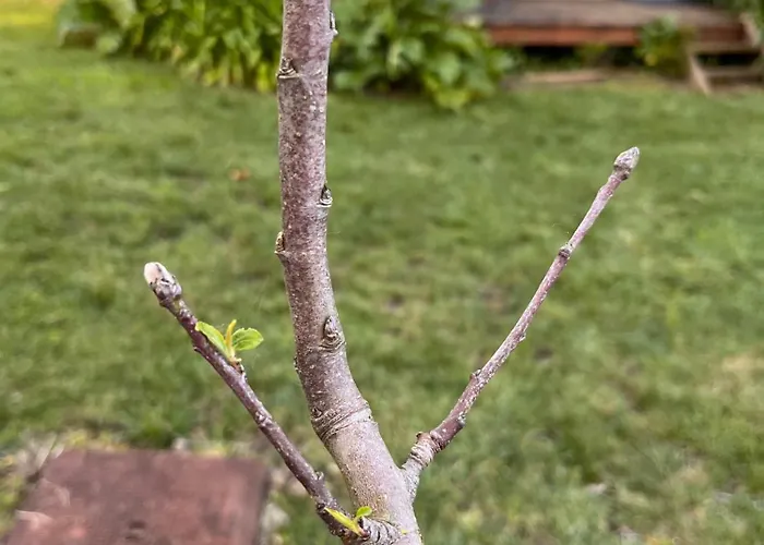 Pousio- Rural Appartments 营地